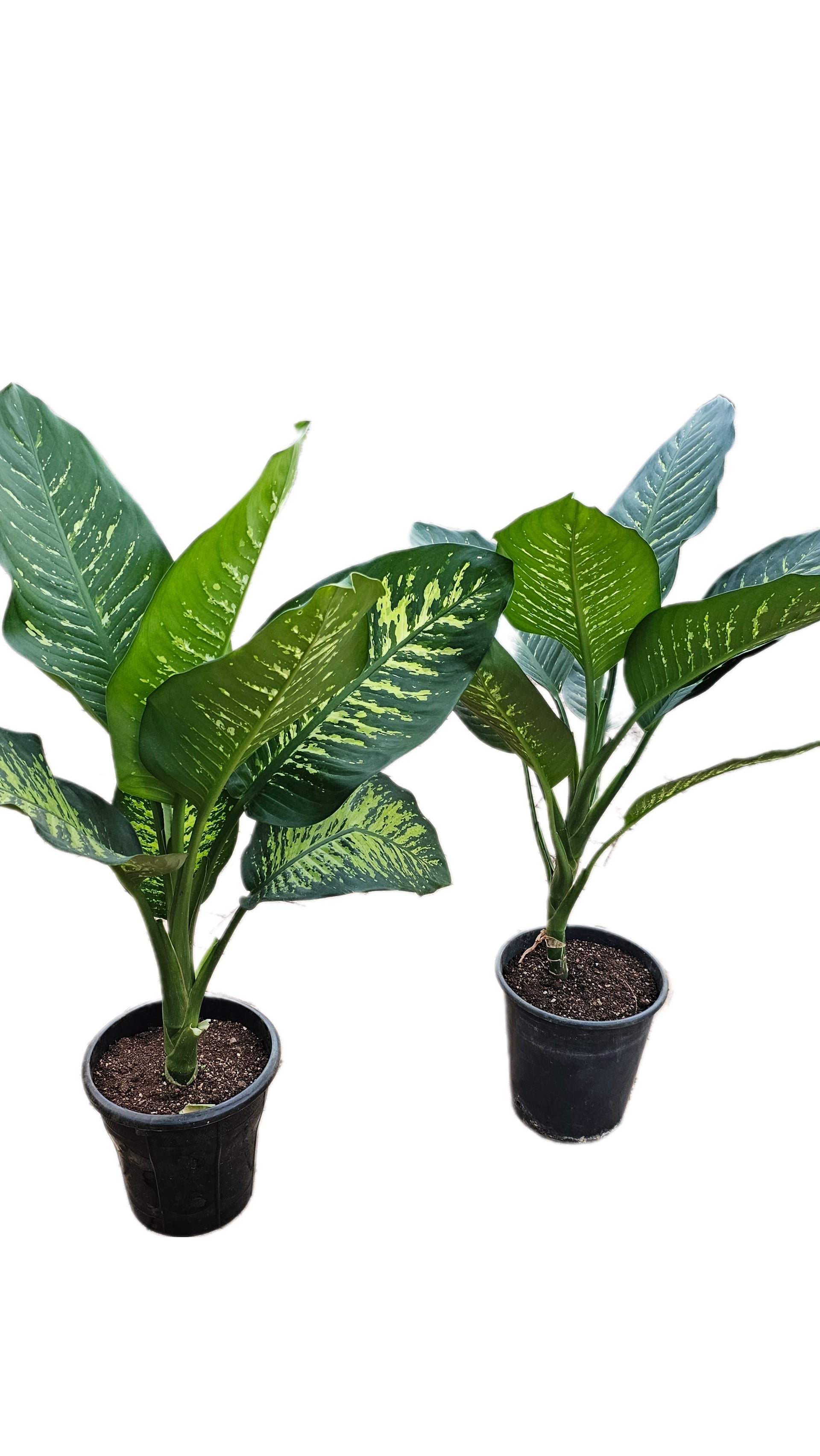 dieffenbachia maroba Dieffenbachia bowmannii – Planty Kenya