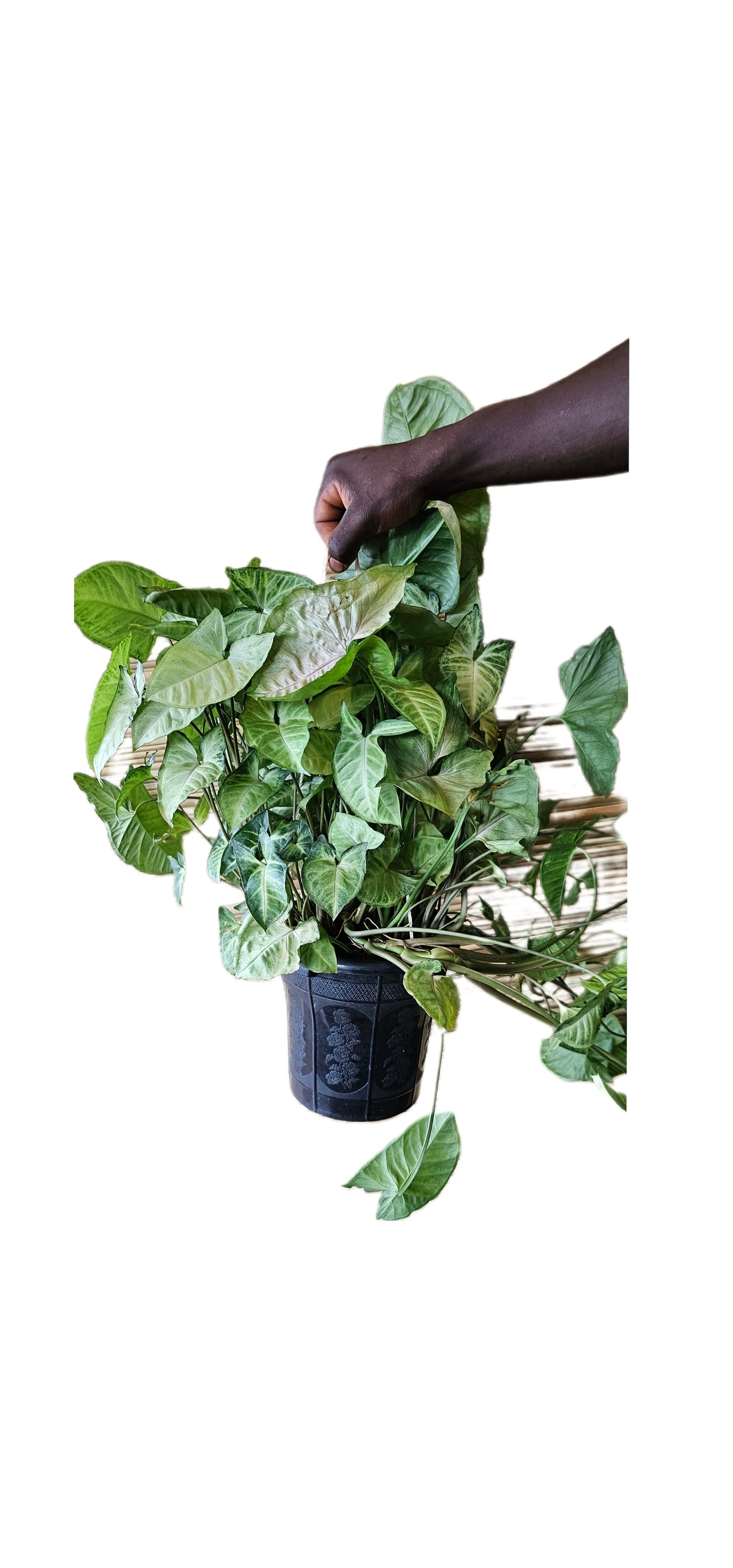 Syngonium Podophyllum - Arrowhead Plant (Hanging)