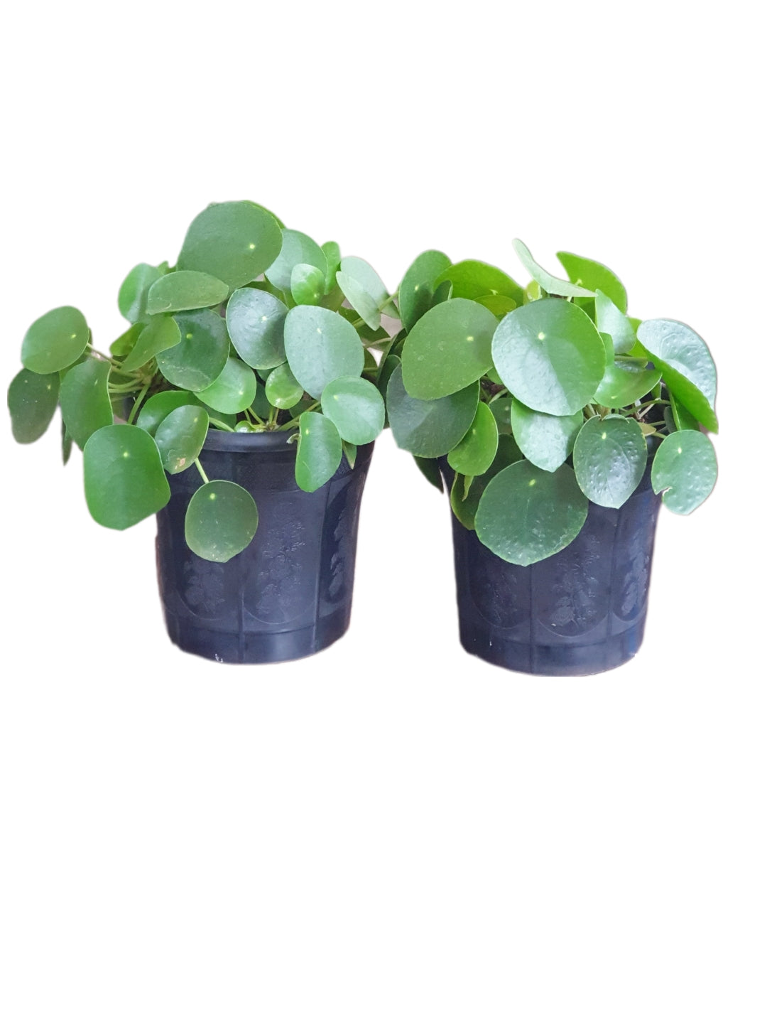 Chinese Money plant (Pilea Peperomioides)