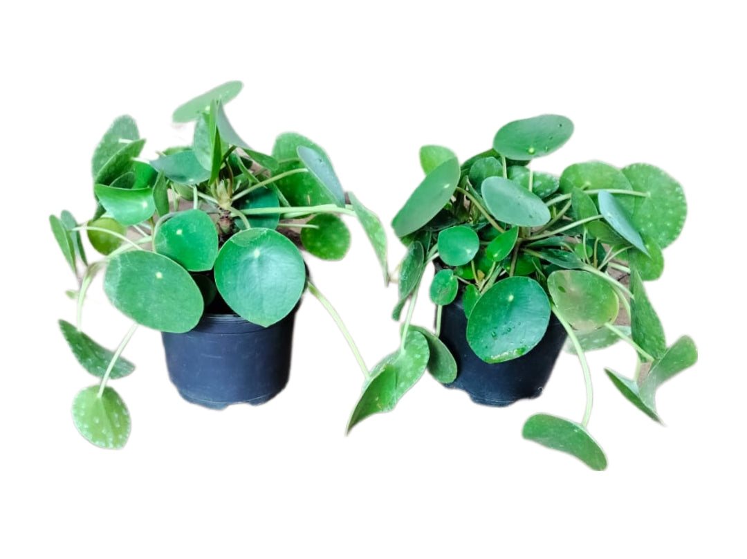 Chinese Money plant (Pilea Peperomioides)