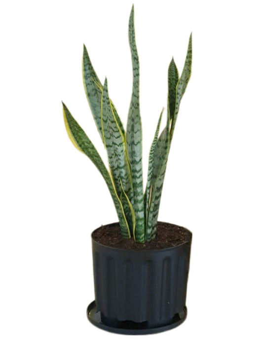Snake Plant Laurentii (Sansevieria Trifasciata)