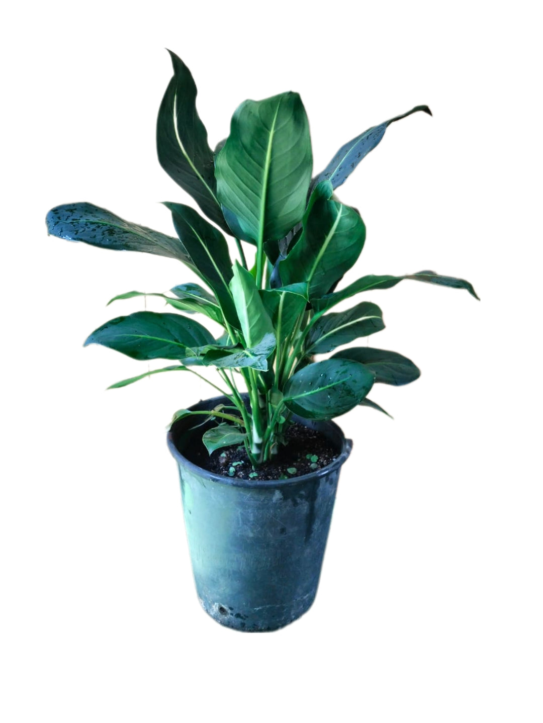 Dumb Cane (Dieffenbachia Orestedii)