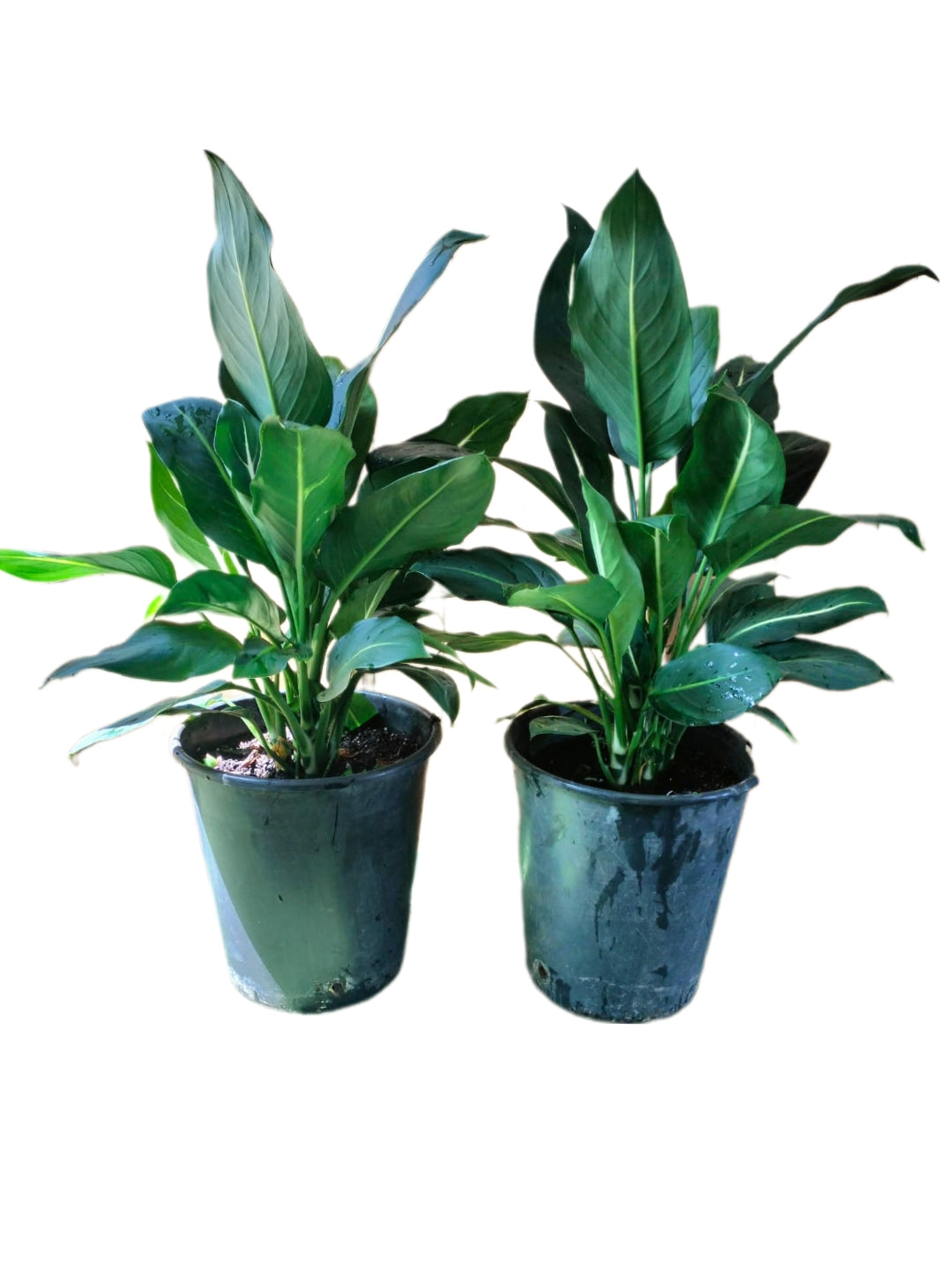 Dumb Cane (Dieffenbachia Orestedii)