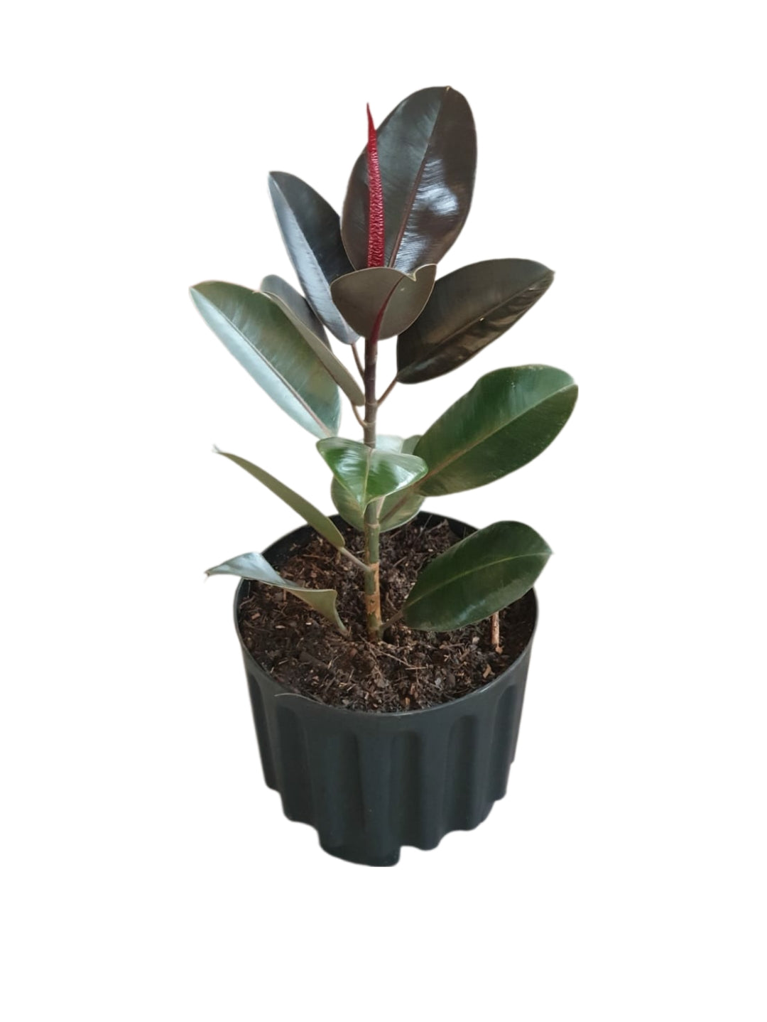 Rubber Plant ( Ficus Elastica / Rubber Tree")