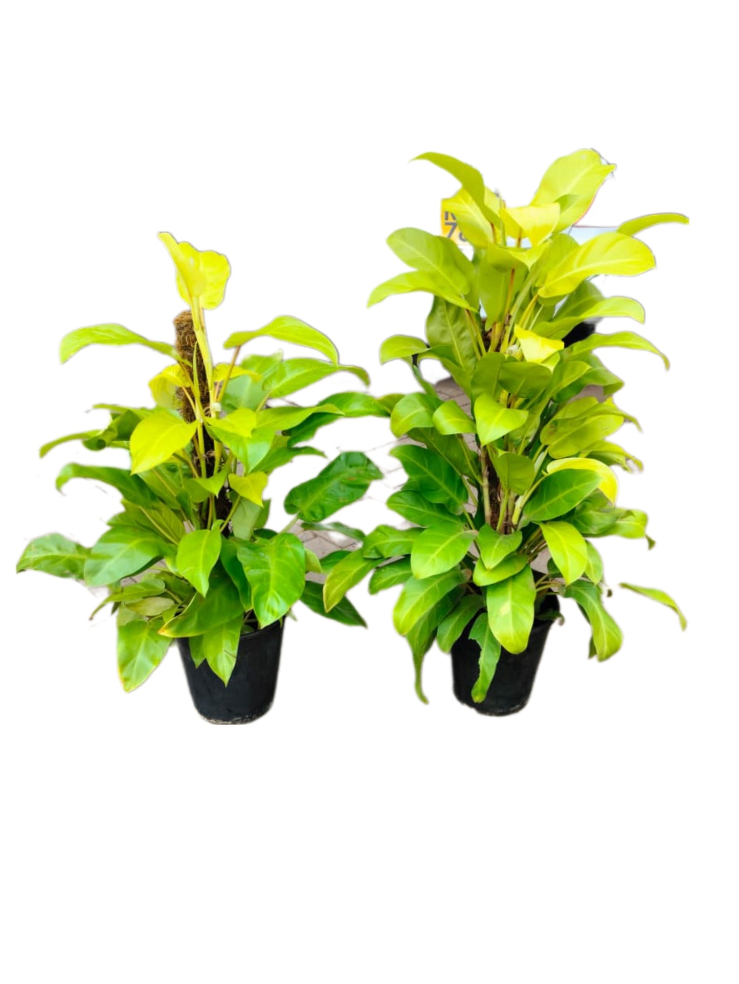 Philodendron Lemon Lime Erubescens 'Gold'