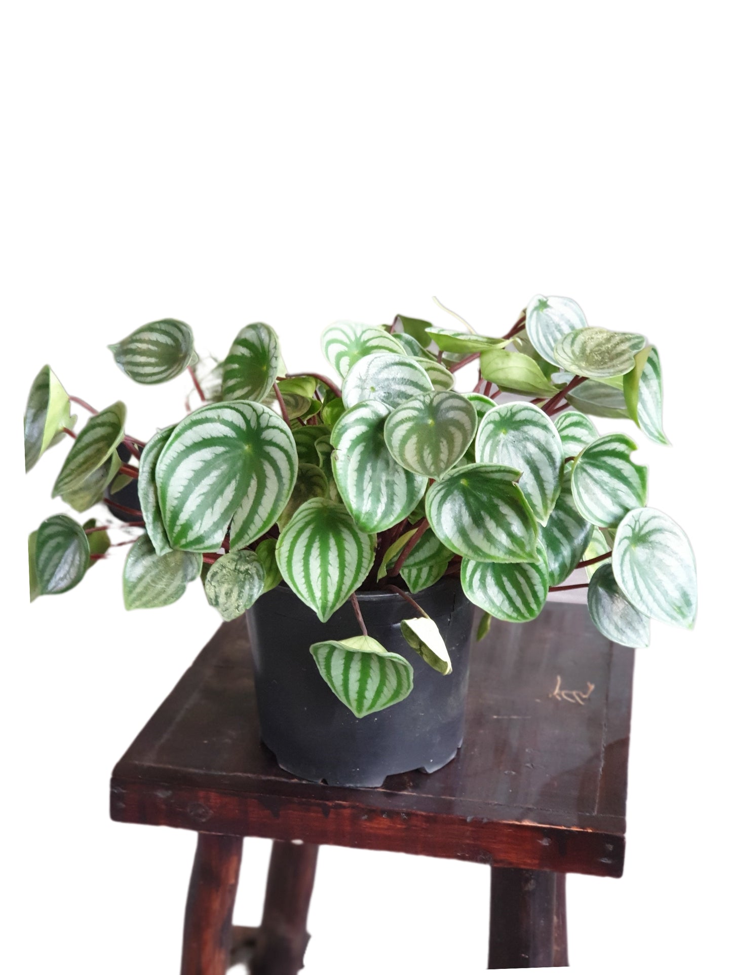 Peperomia argyreia (Watermelon Pepperomia)