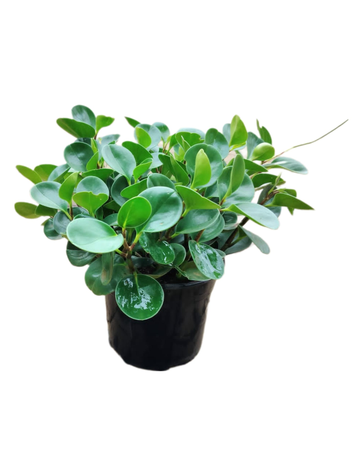 Baby rubber Plant (Pepperomia obtusifolia)