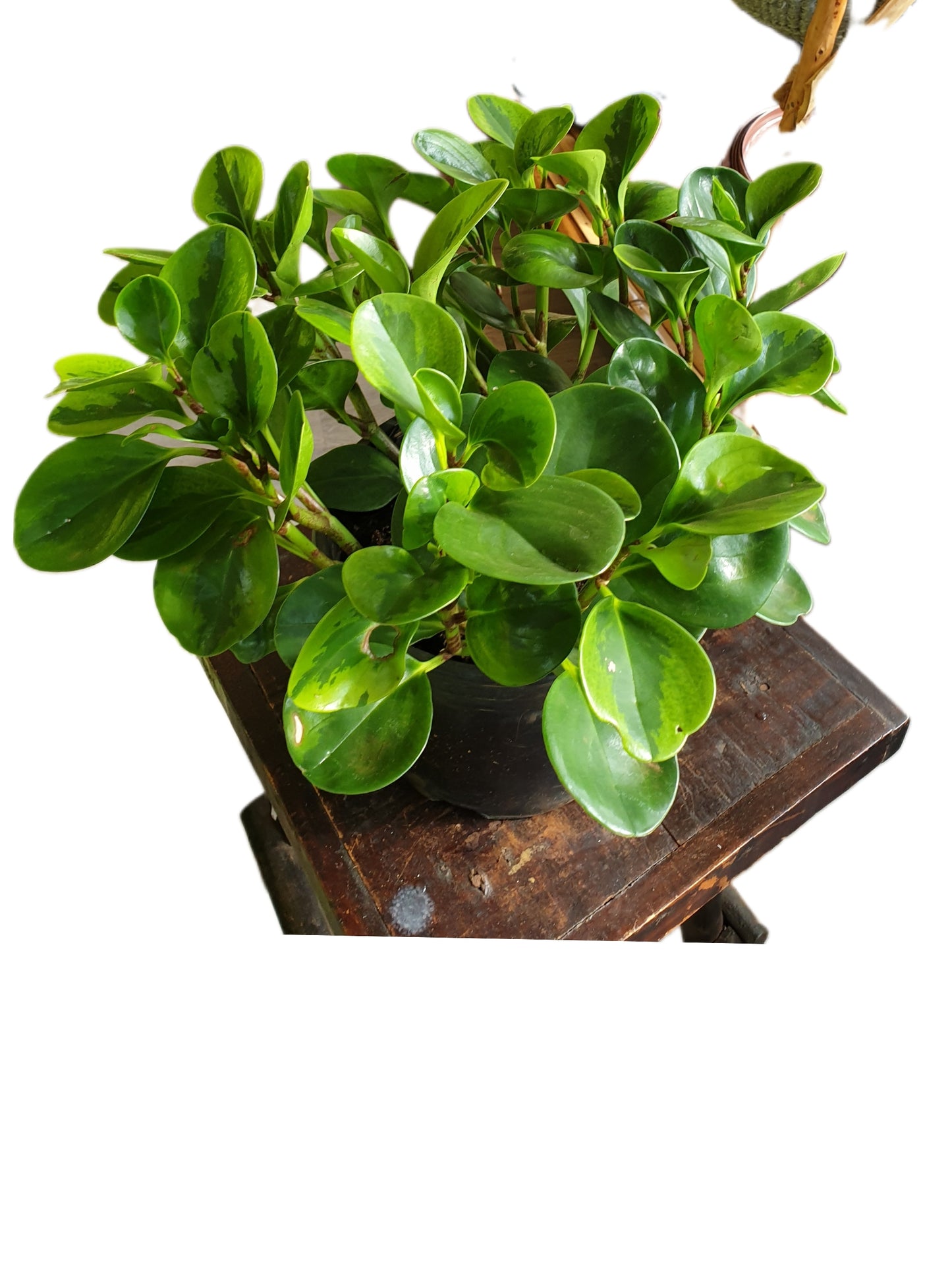 Baby rubber Plant (Pepperomia obtusifolia Variegata)