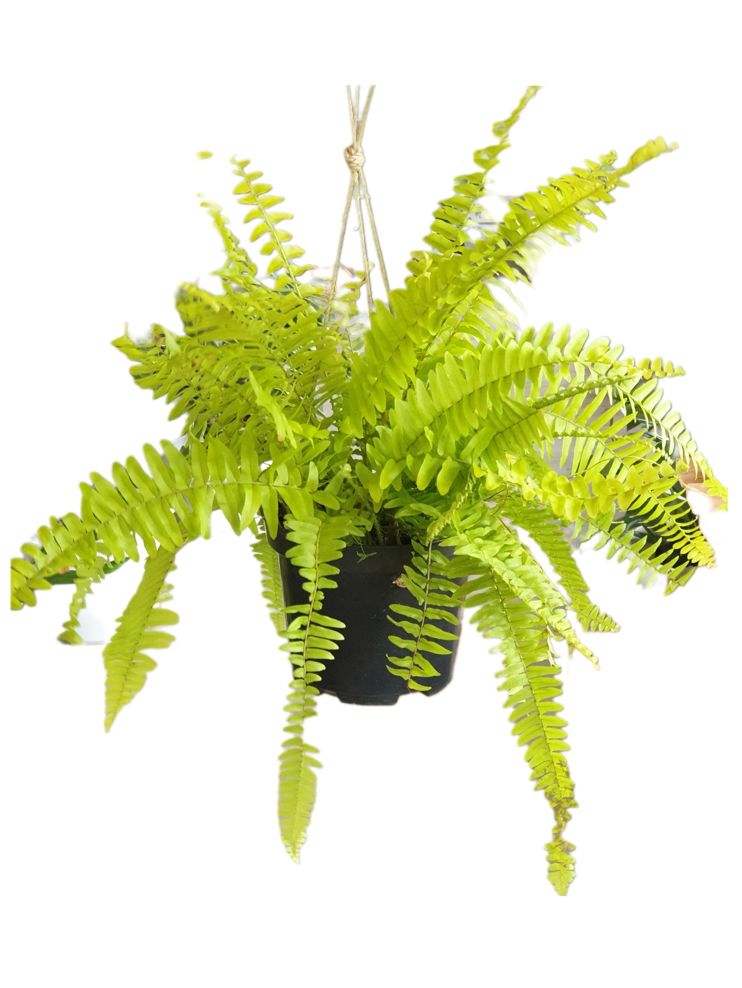 Boston Neon Fern(Nephrolepis exaltata)