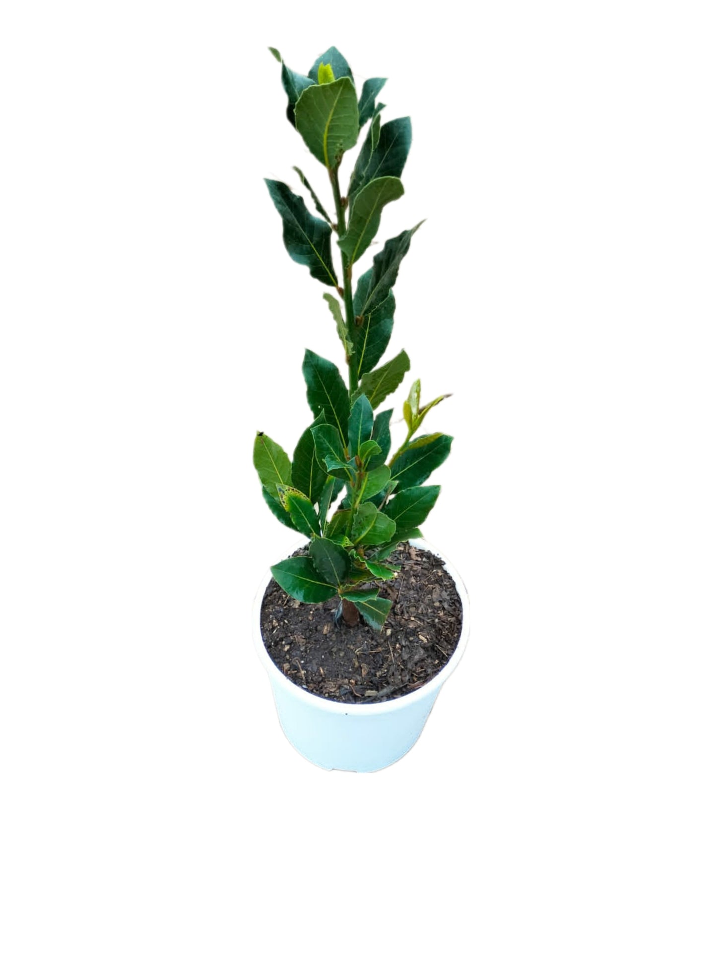Bay leaf Tree