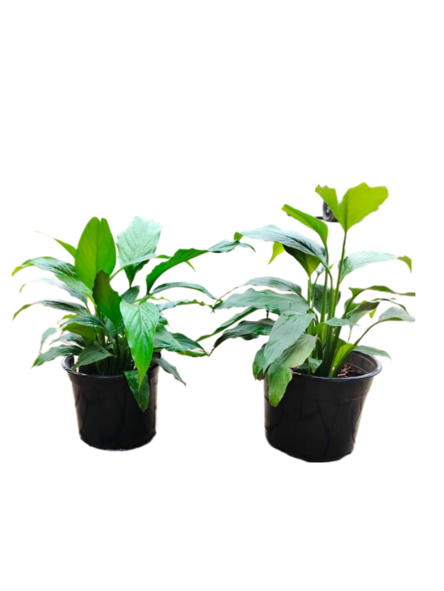 Peace lily (Spathiphyllum)