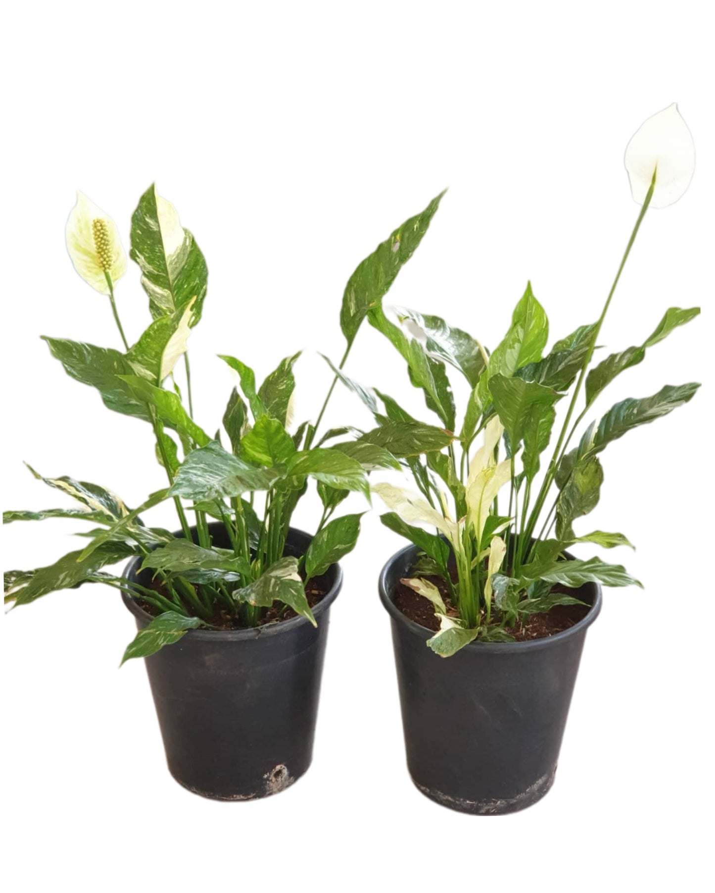 Variegated Peace Lilly (Spathiphyllum)