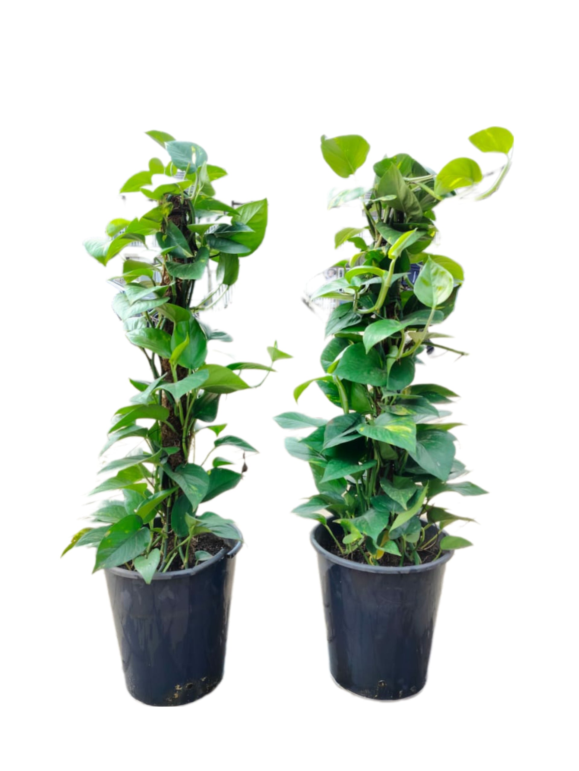 devil's ivy golden pothos money plant Epipremnum Aureum ("Devil's Ivy / Pothos Plant/Money plant") | Order Online Now