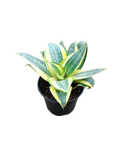 Dwarf snakeplant