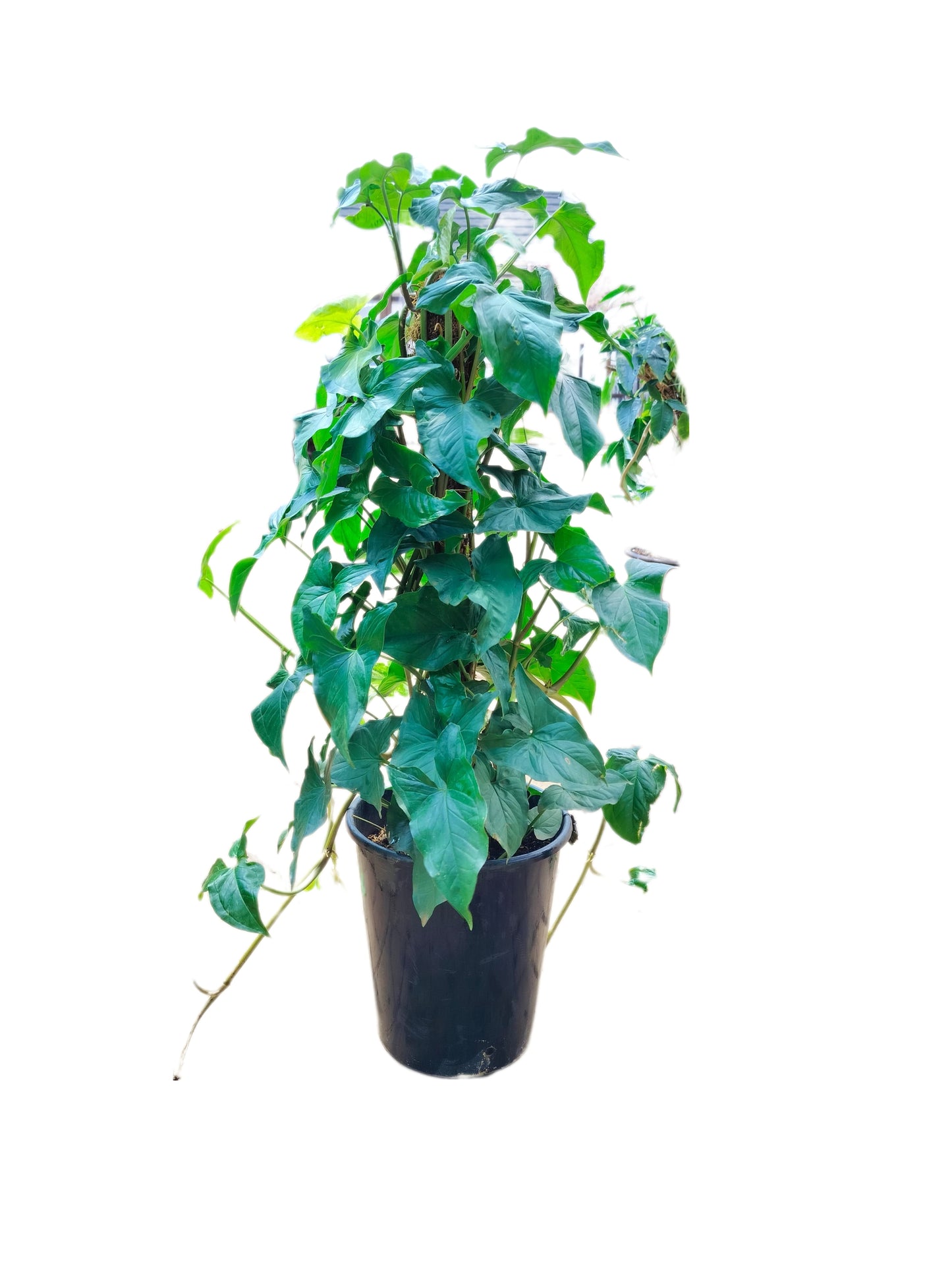 Syngonium Podophyllum - Green Arrow
