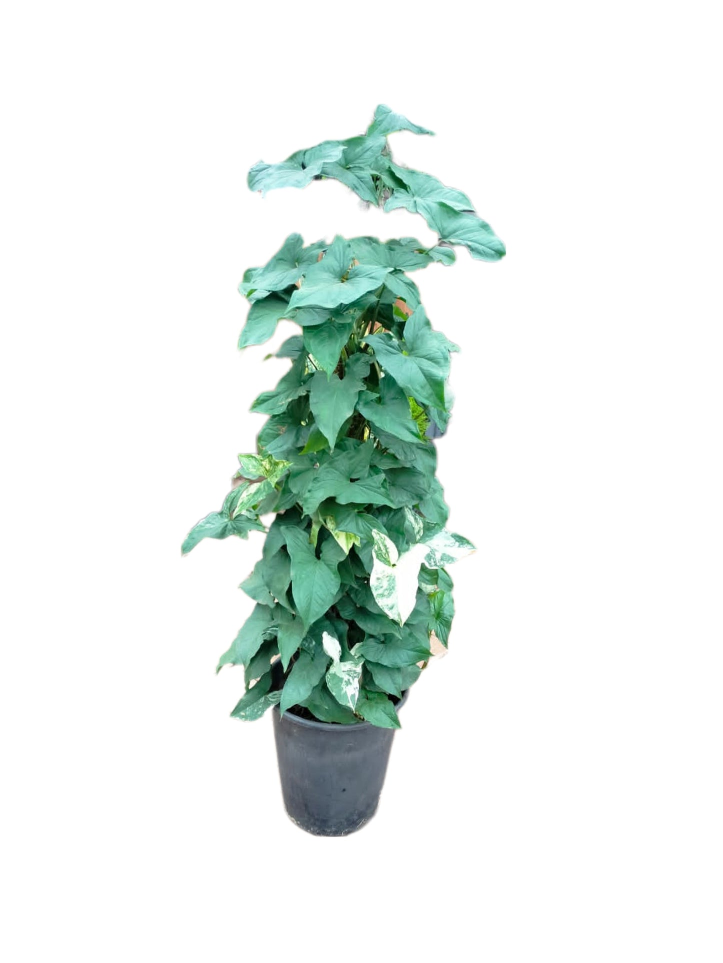 Syngonium Podophyllum Variegated
