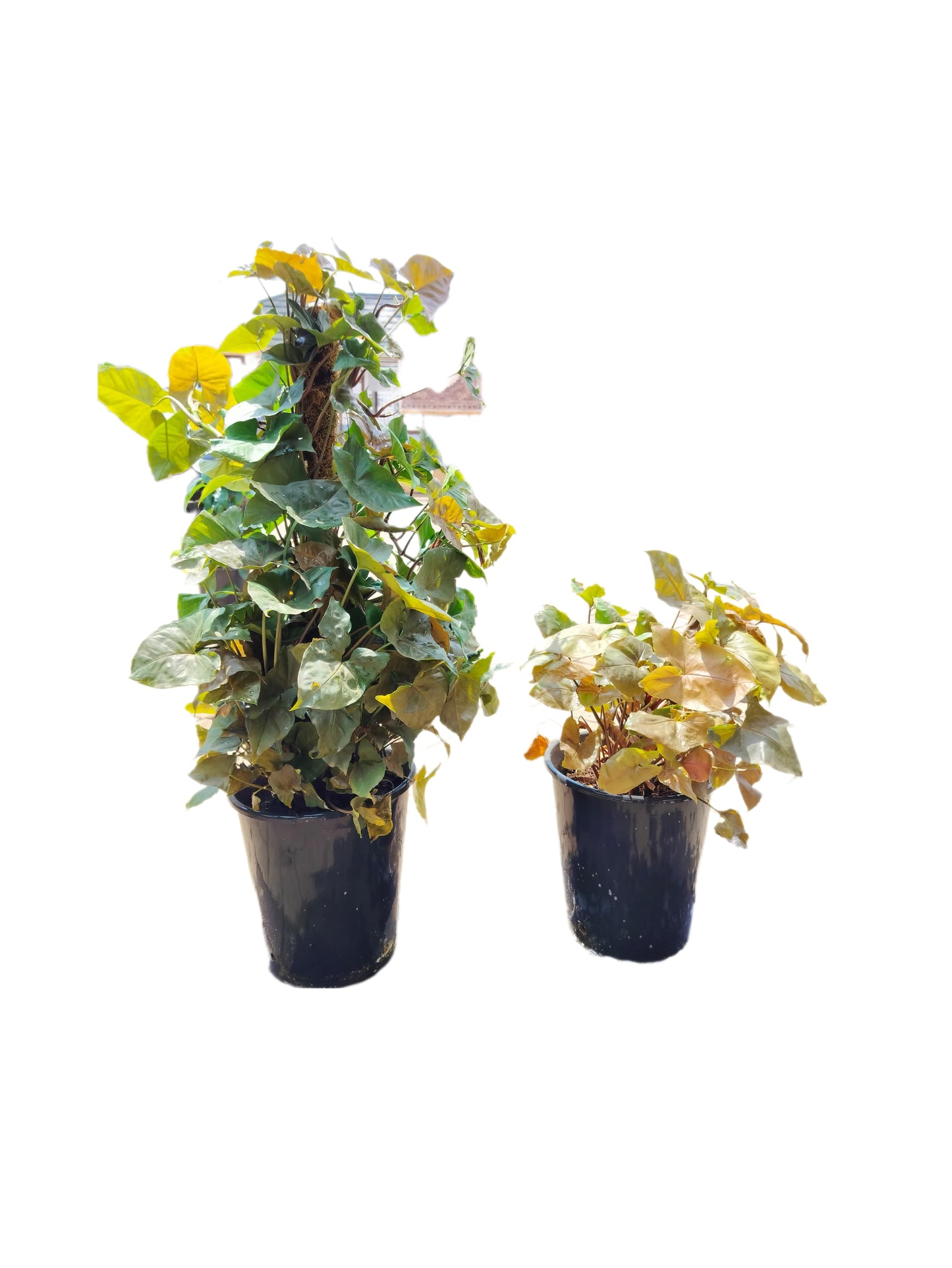 Syngonium Podophyllum Brown