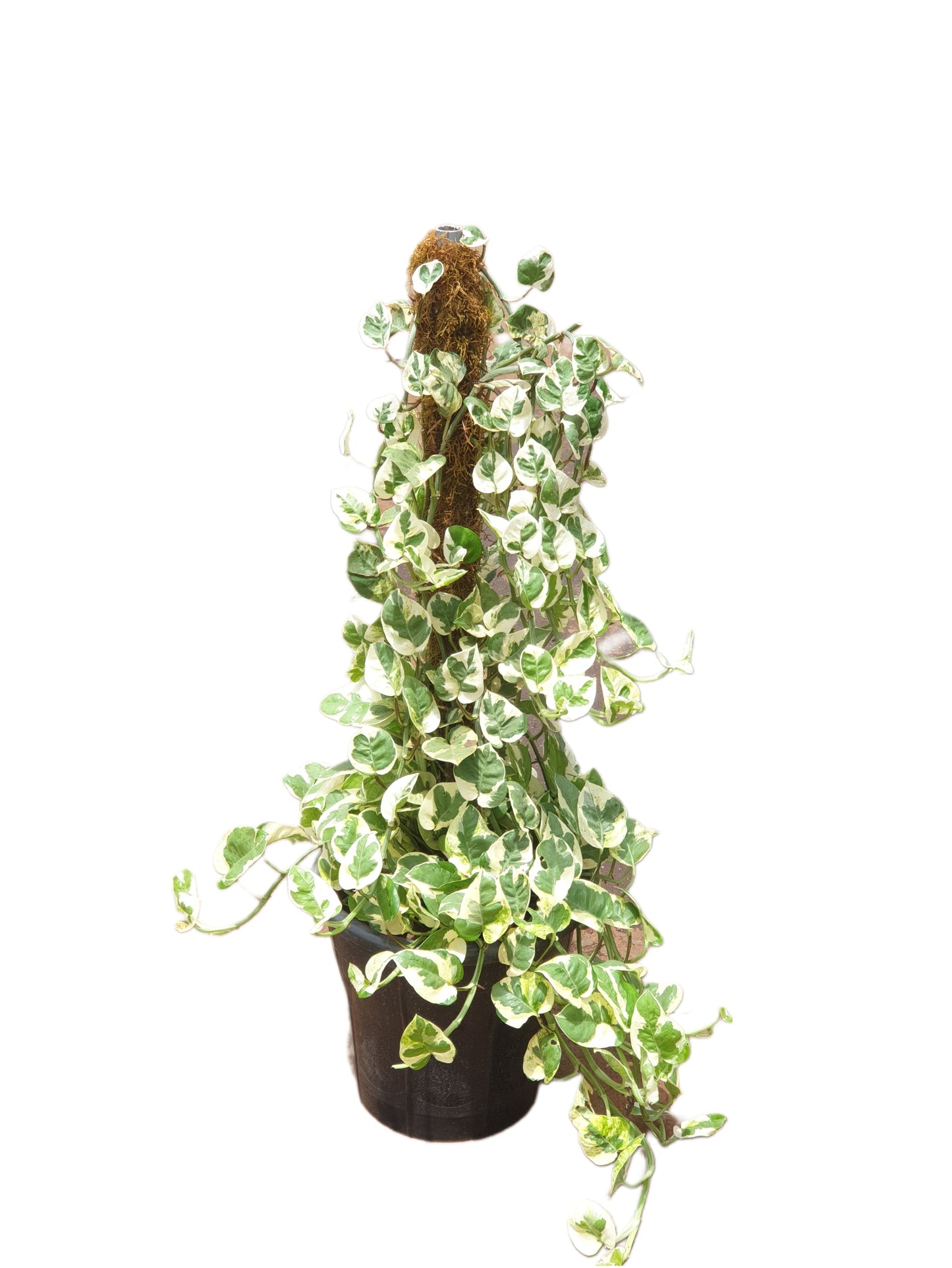 Pothos N joy