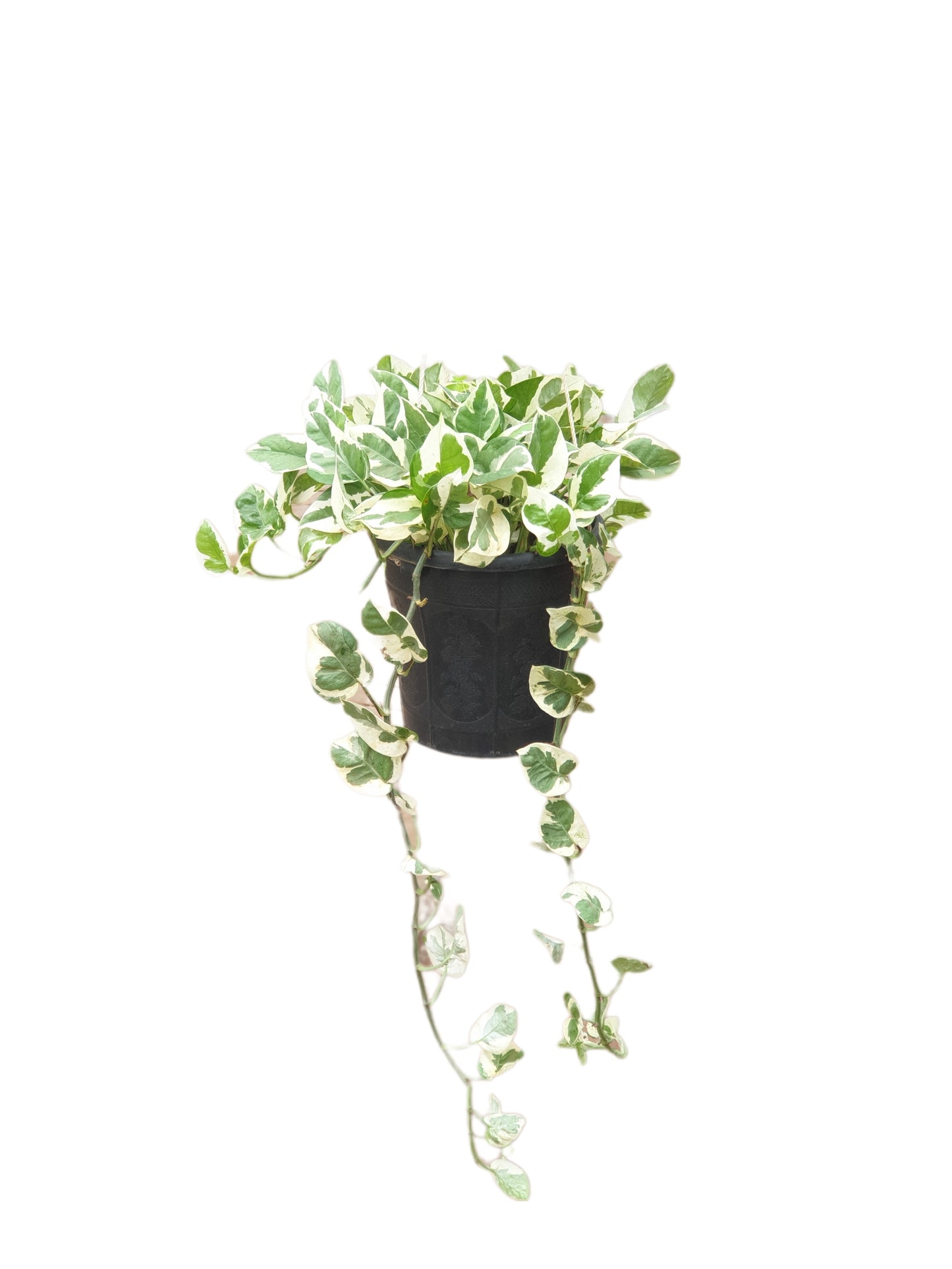 Pothos N joy