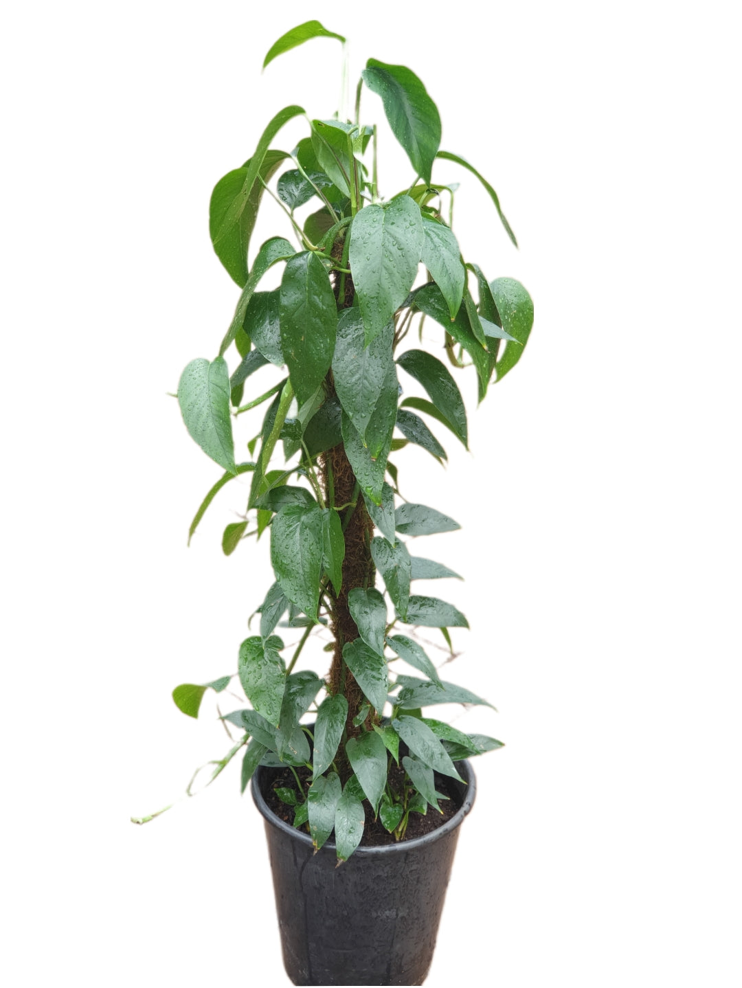 Epipremnum Pinnatum Pothos