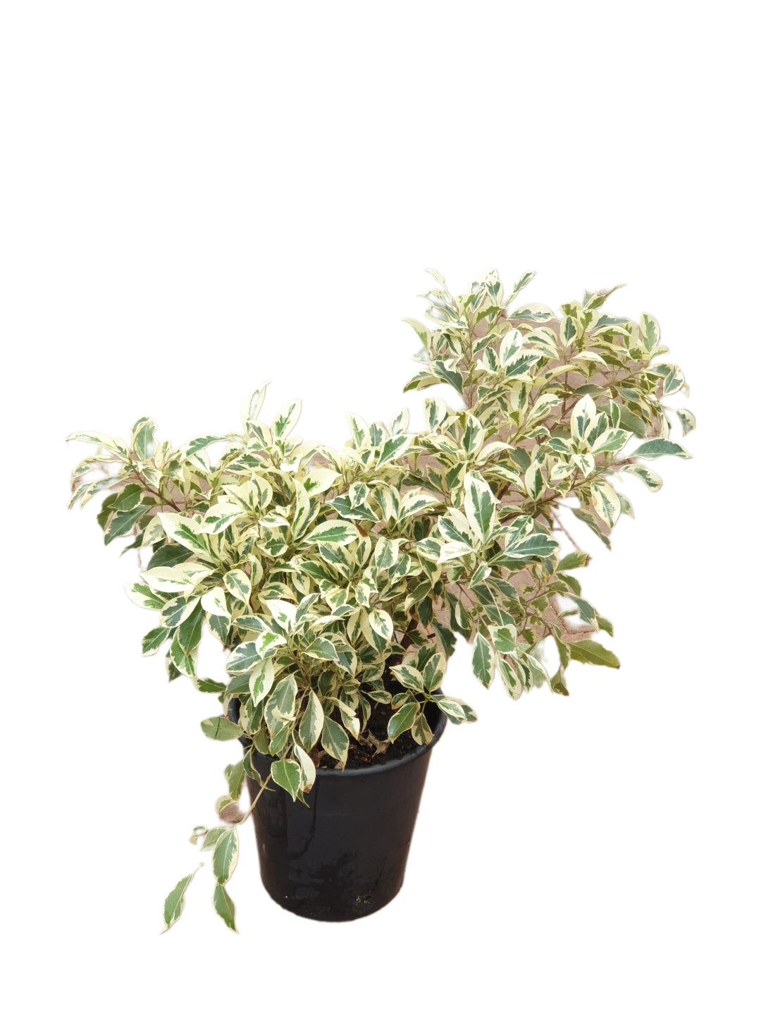 Ficus Benjamina- Creamy white variegation