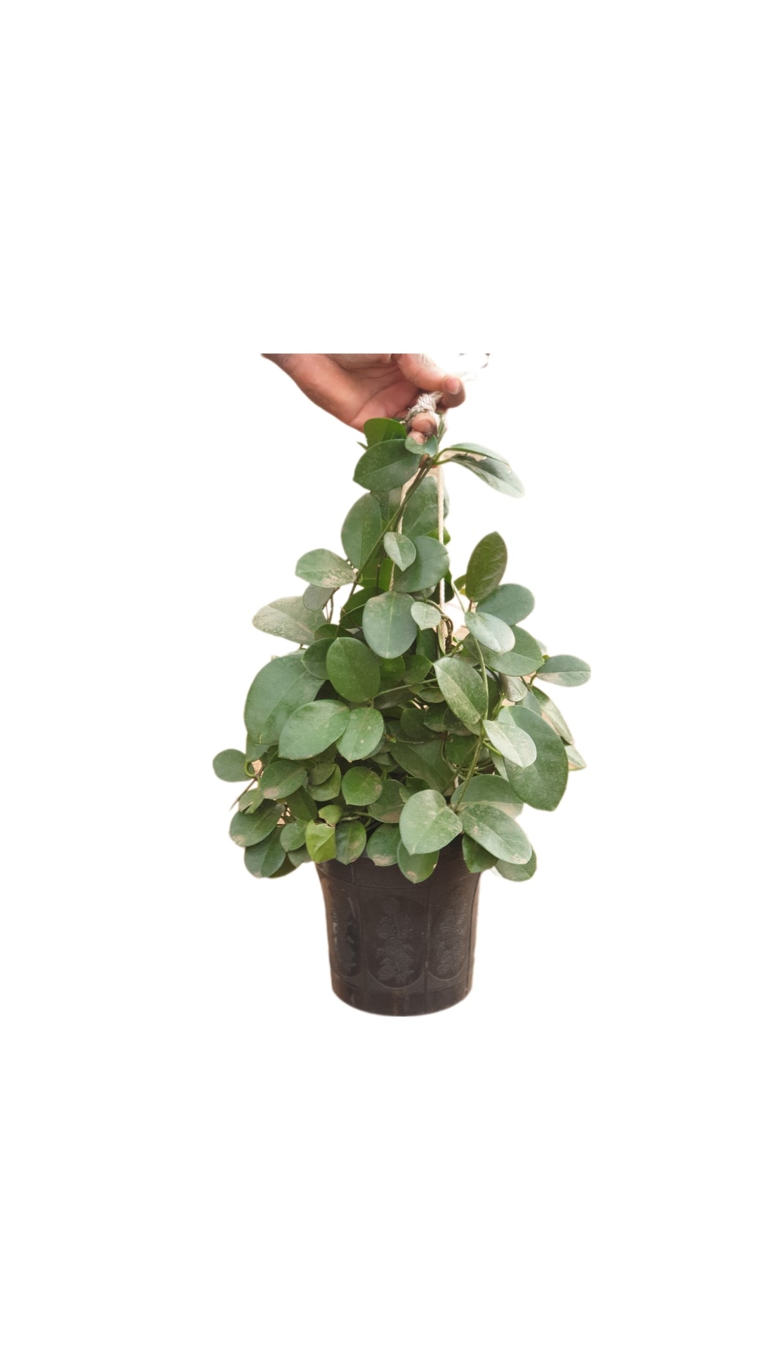 Hoya Australis ( Waxvine)