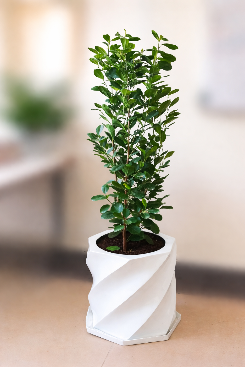 Ficus in wavy fibre pot