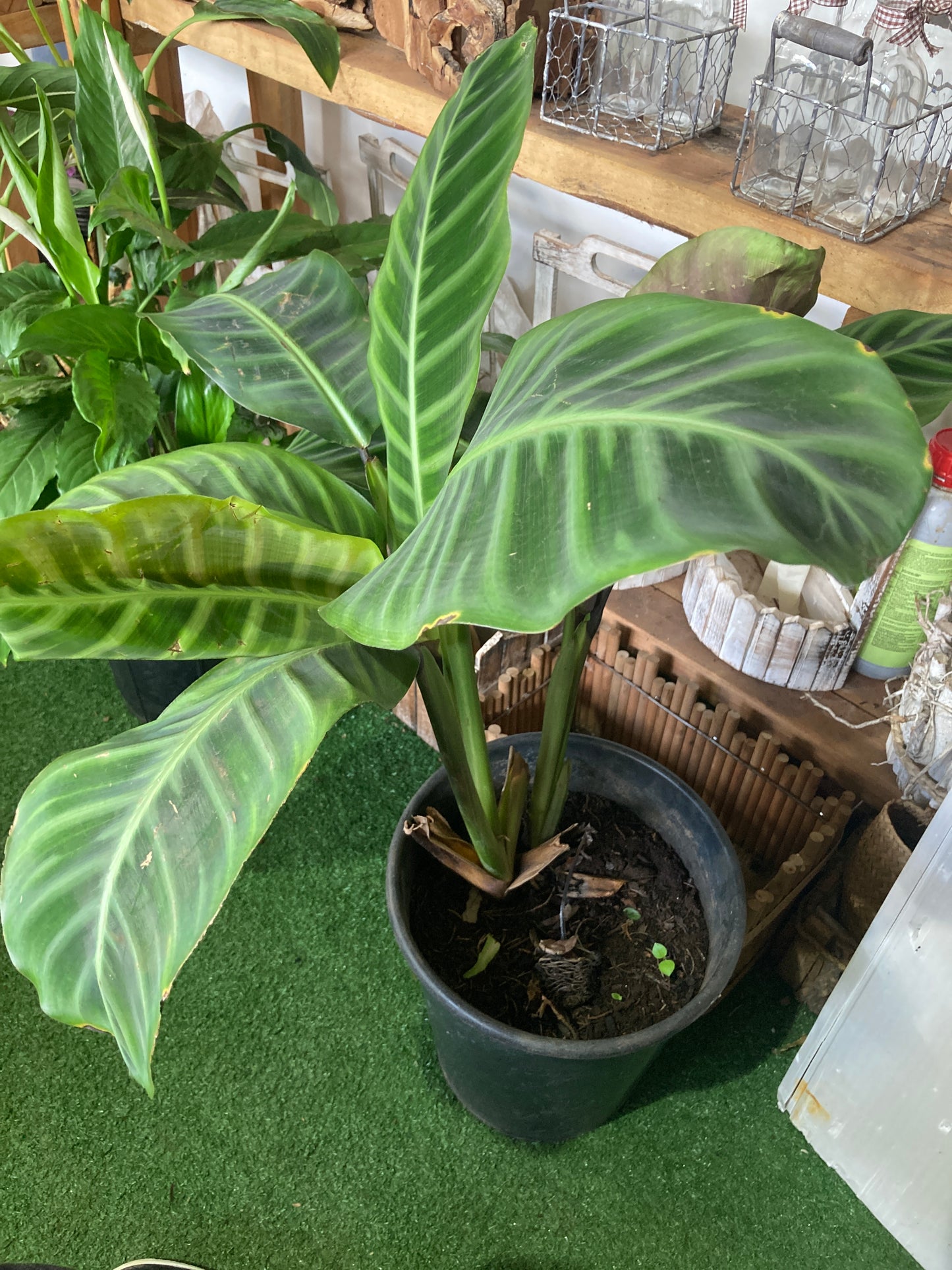 Maranta leuconeura
