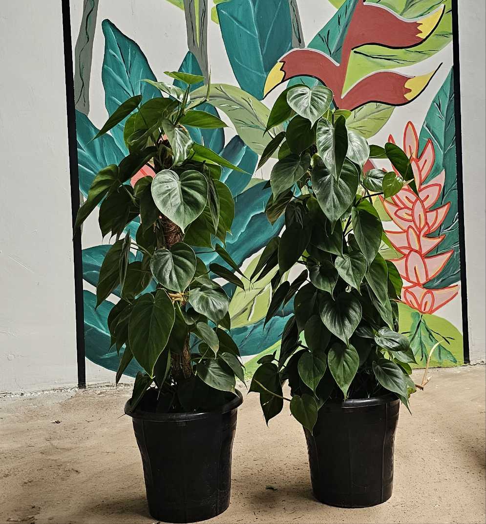 Heart Leaf Philodendron