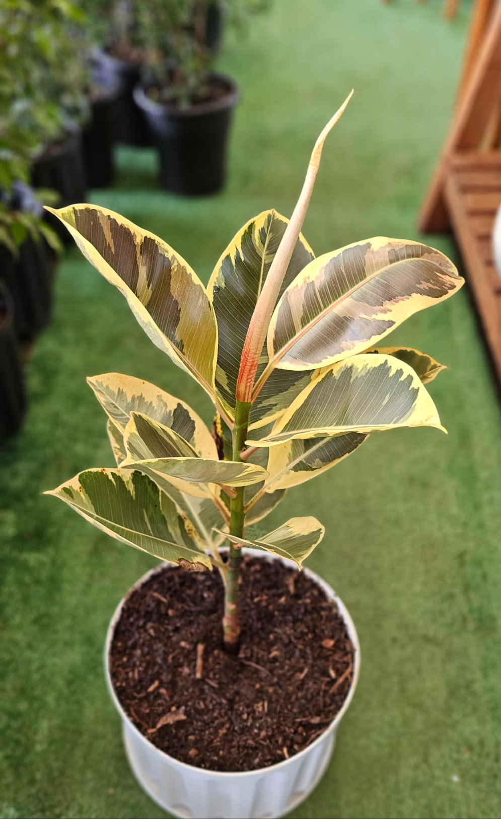 Variegated Rubber Plant (Ficus Tineke)