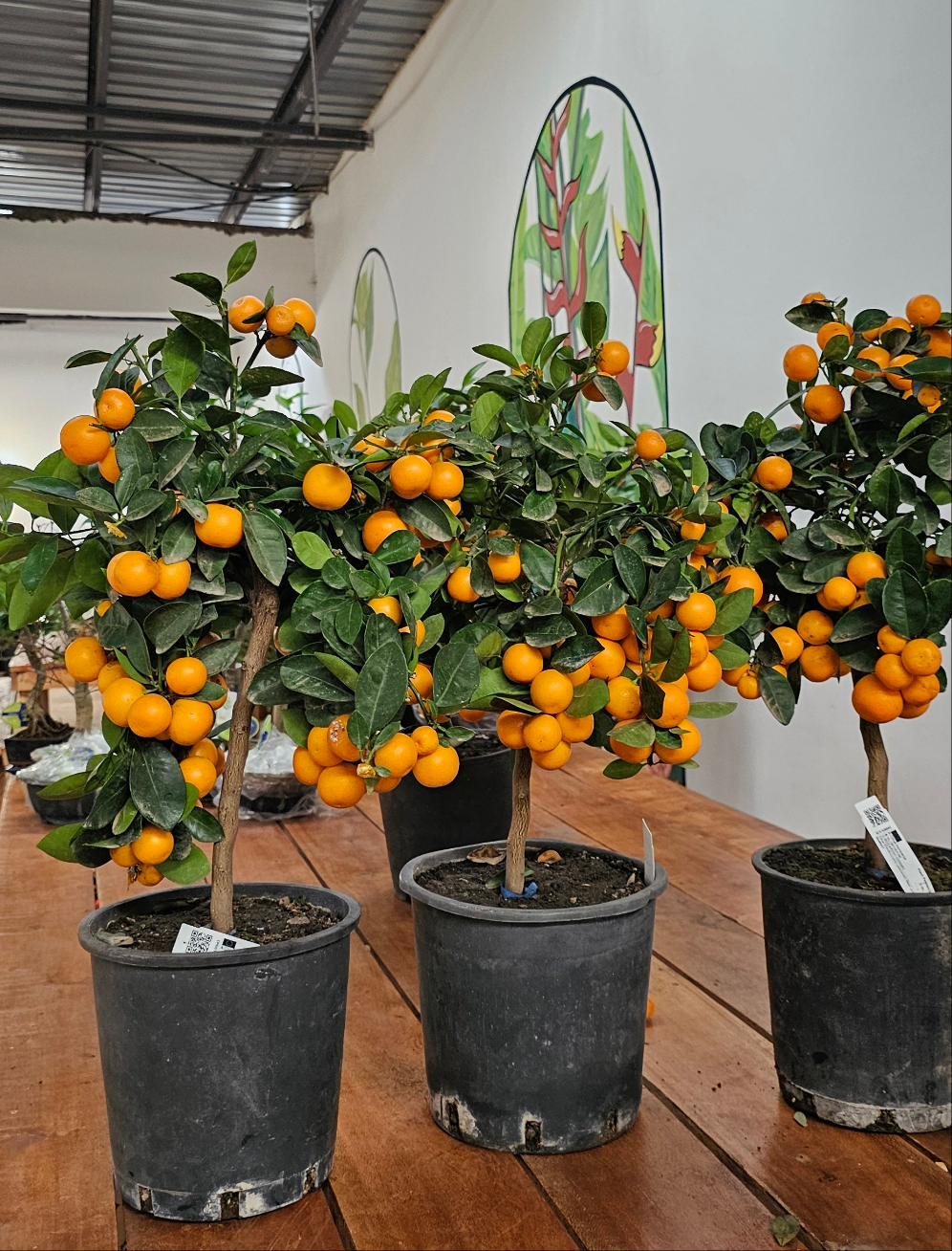 Citrus Citrofortunella Microcrapa