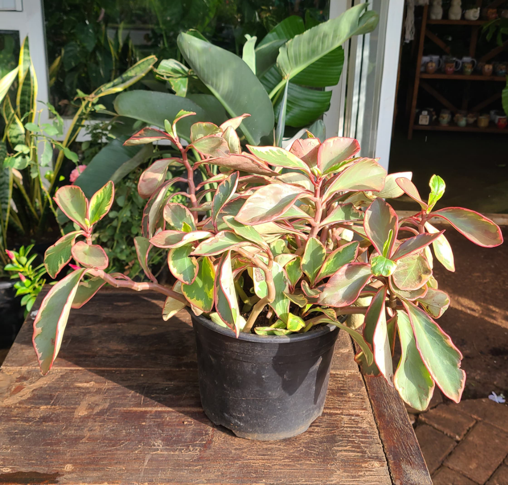 Baby rubber Variegated Pink (Peperomia Clusiifolia Ginny)