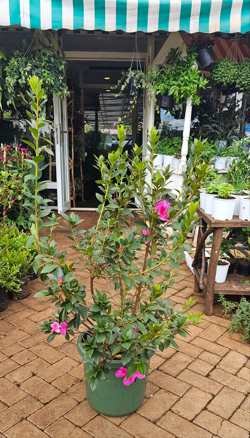 Tibouchina mutabilis