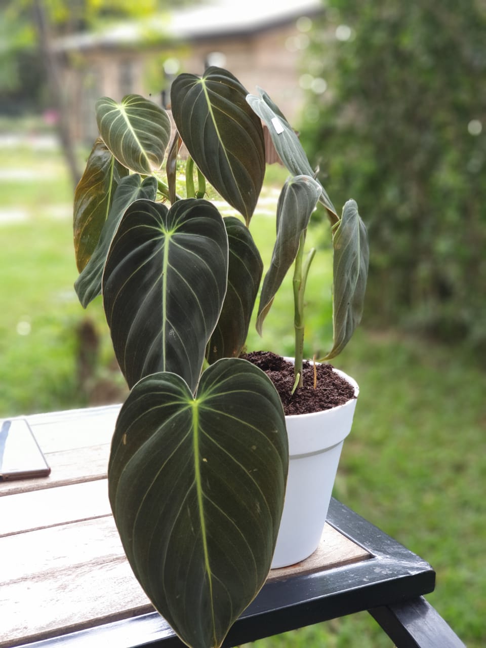 Philodendron melanochrysum