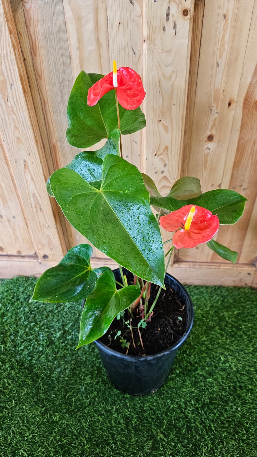 Anthurium Painter's palette