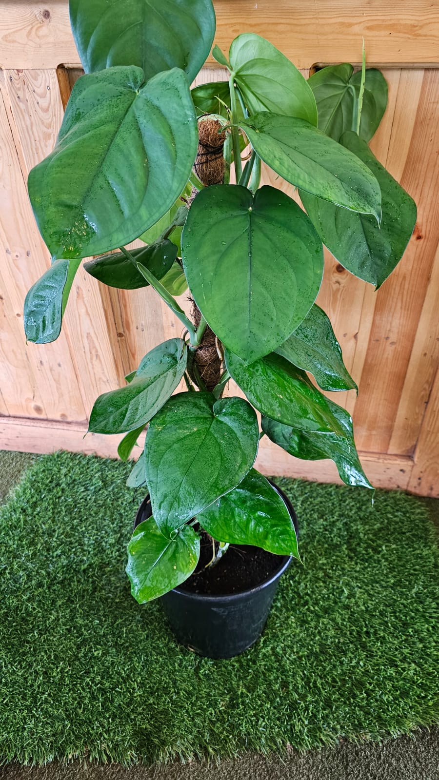 Syngonium Chiapense