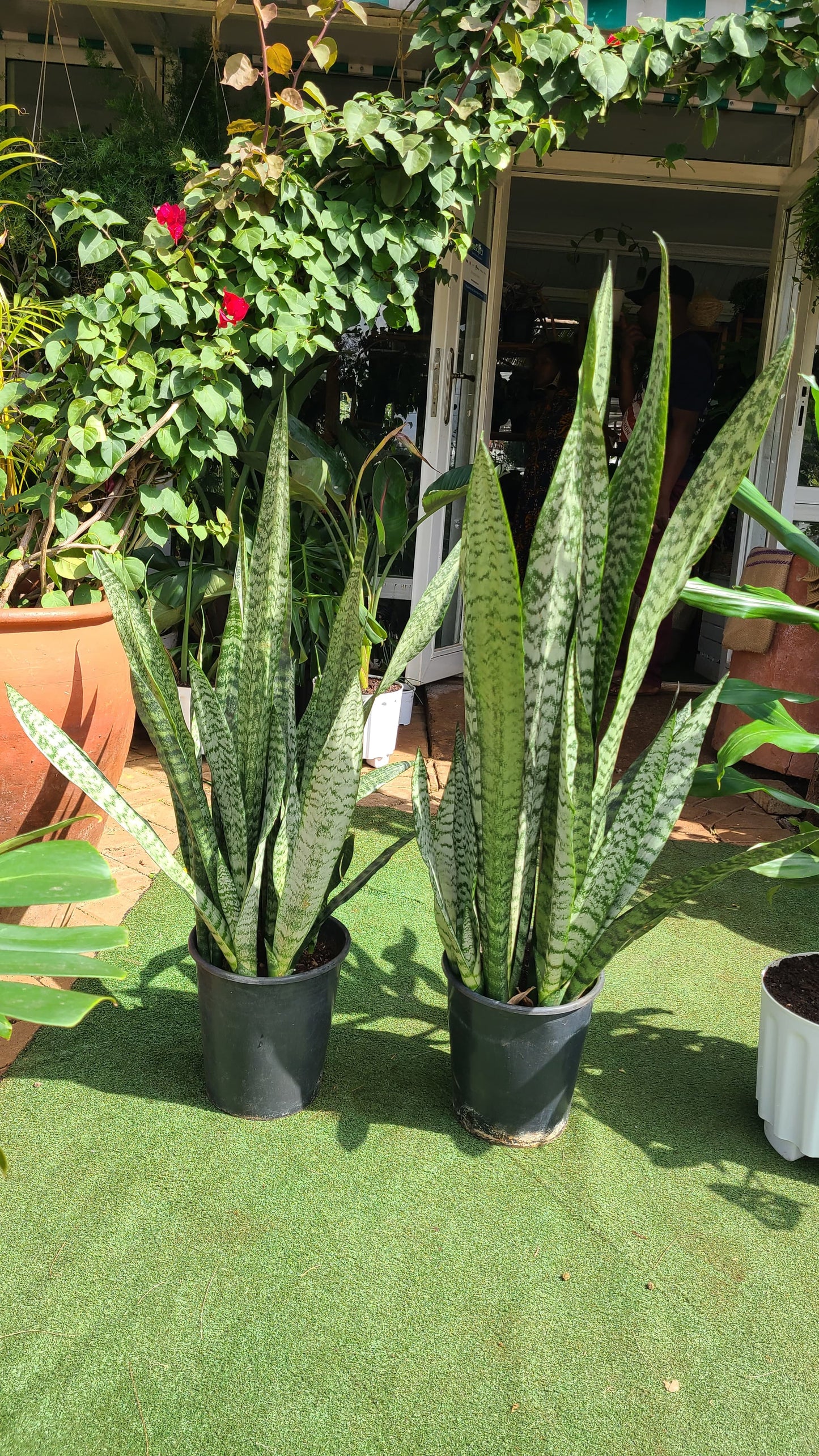 Large Snake Plant Green Leaves