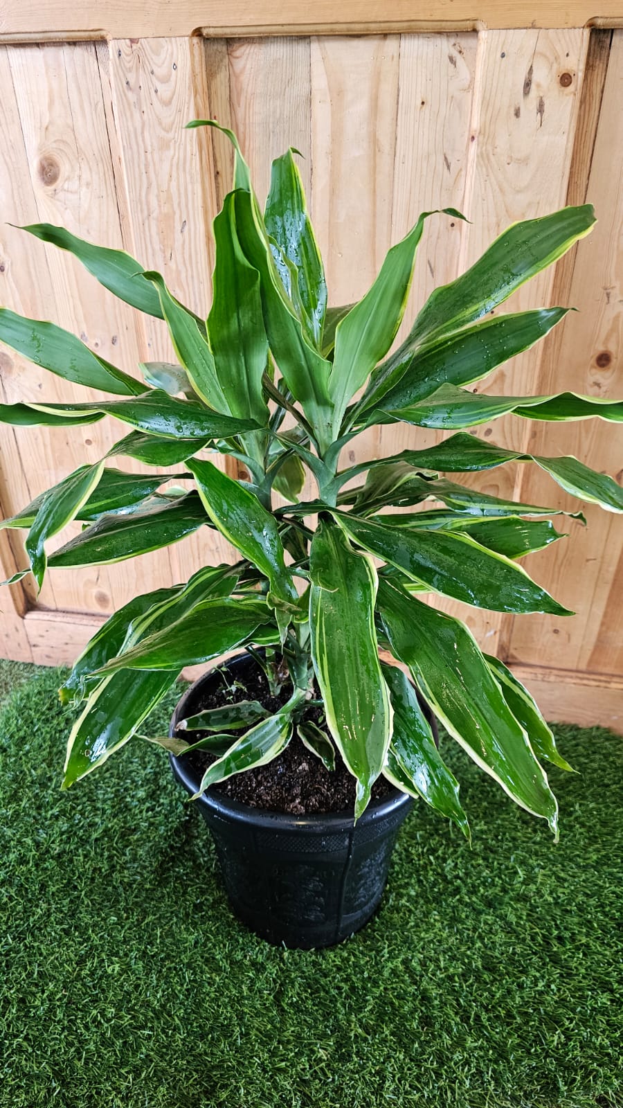 Draceana Type 2