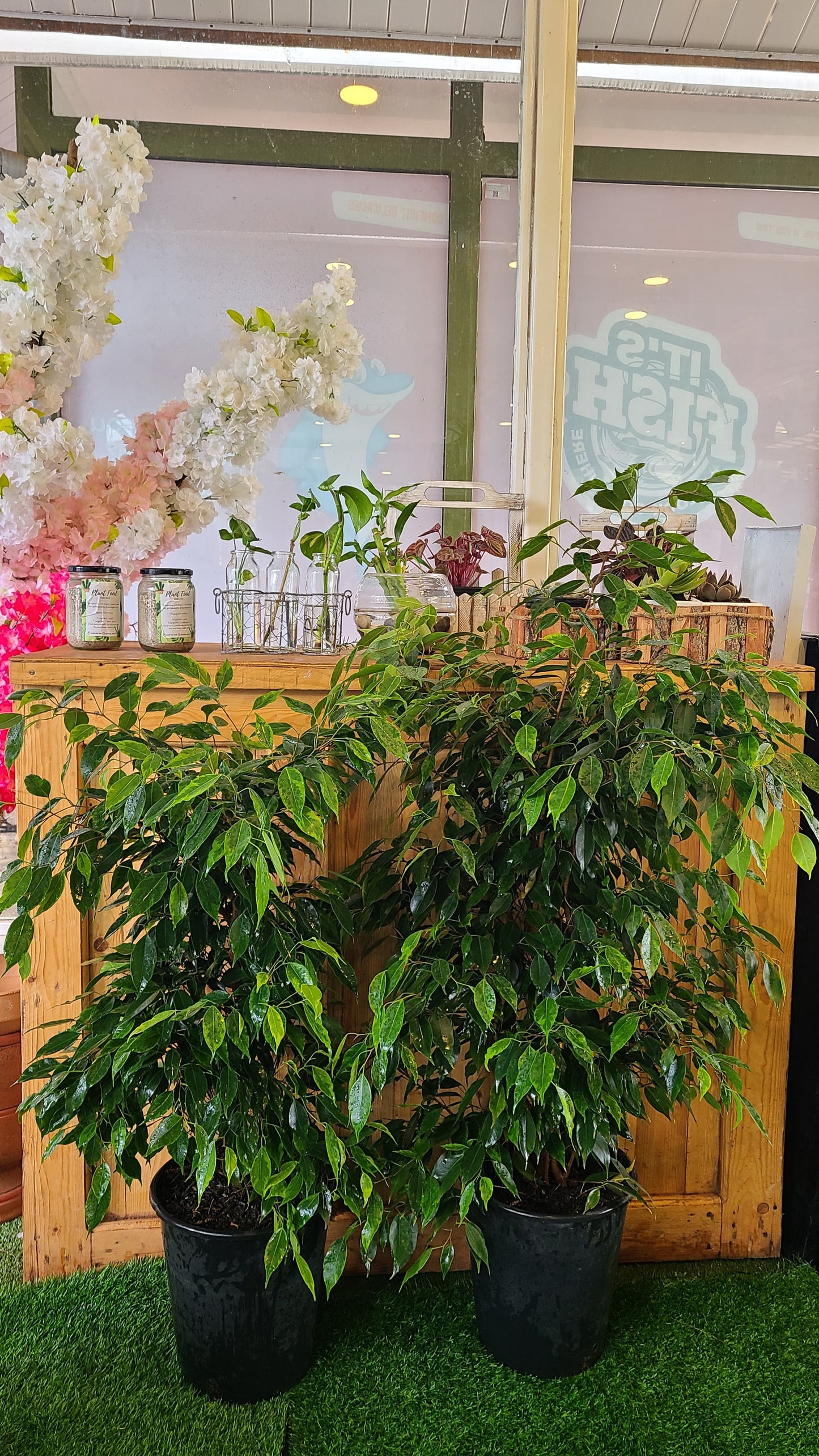 Ficus Benjamina (Variegated Green)