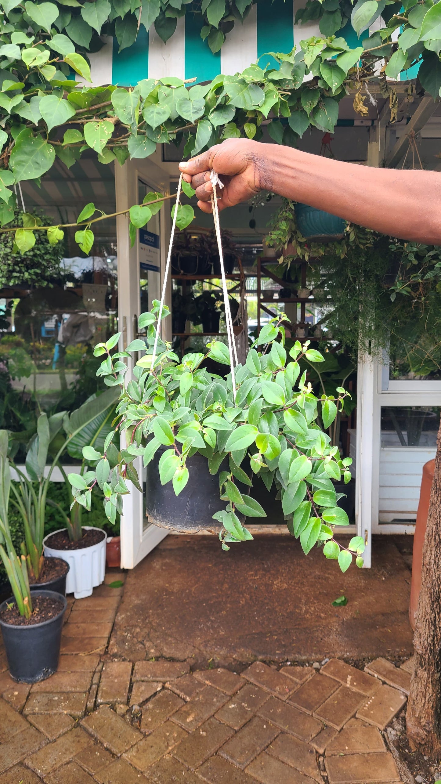 Monalisa Lipstick Plant