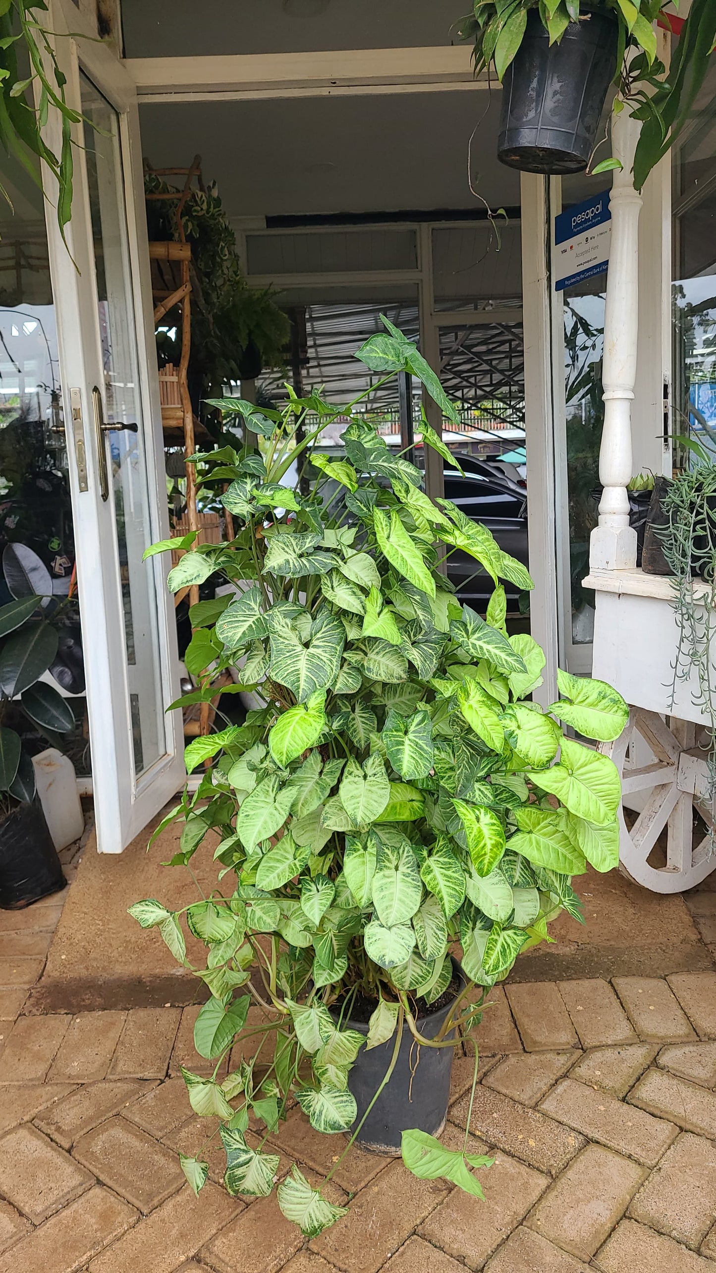 Syngonium Podophyllum - Arrowhead Plant