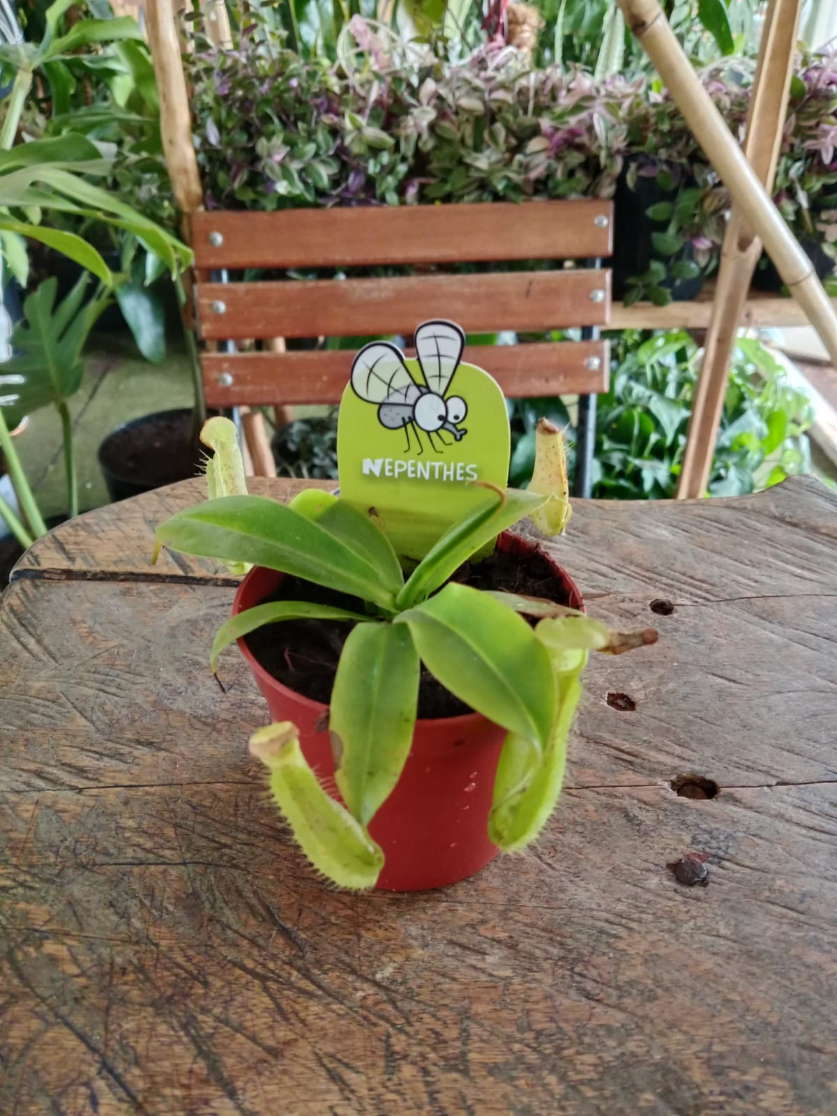 Nepenthes