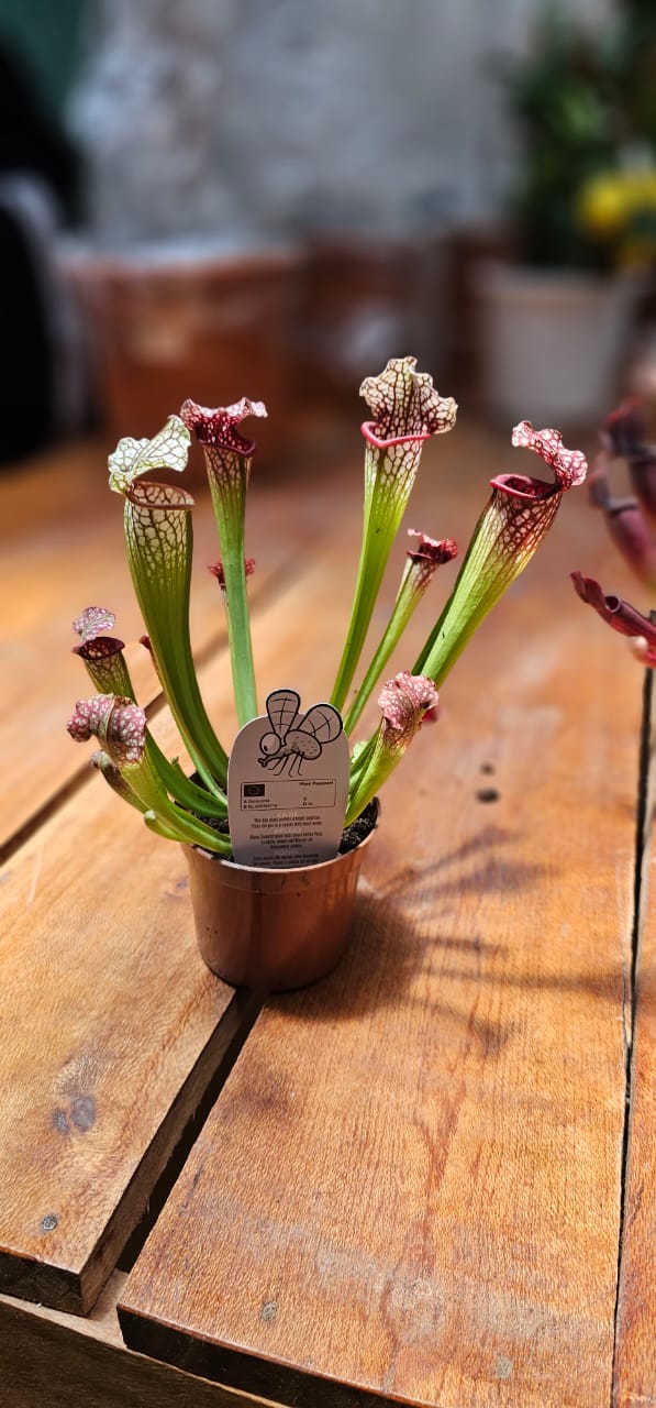 Sarracenia Thomas