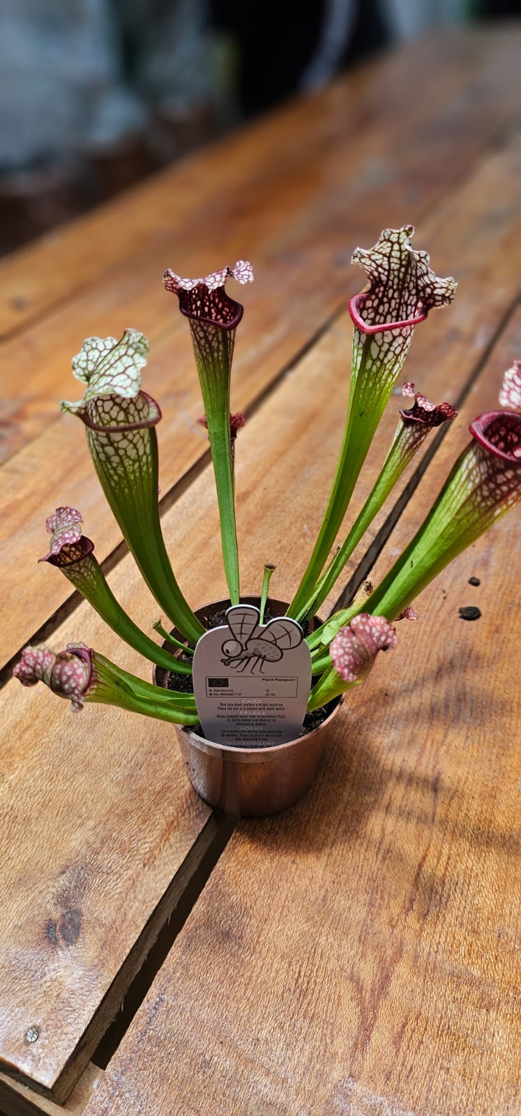 Sarracenia Thomas