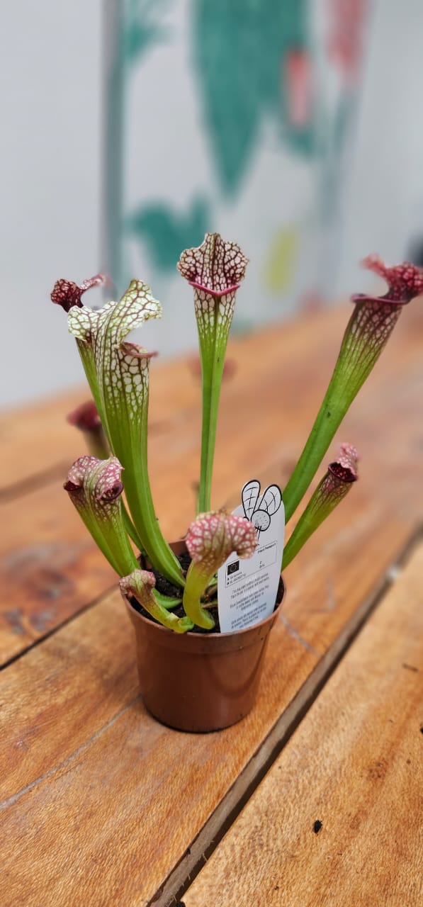 Sarracenia Thomas