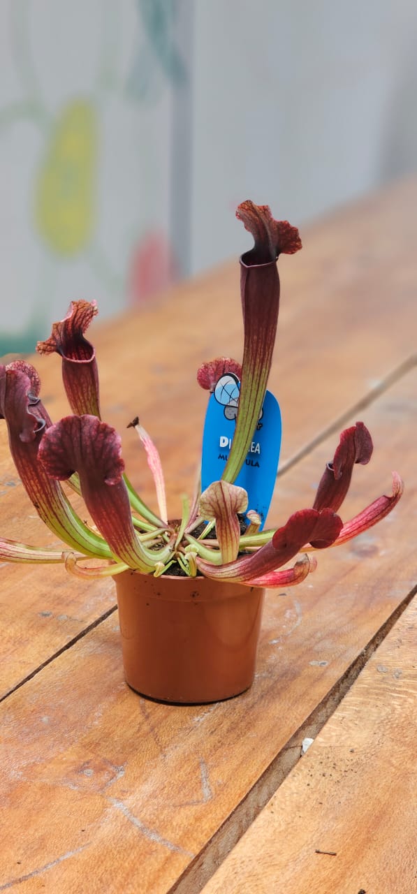 Sarracenia Thomas