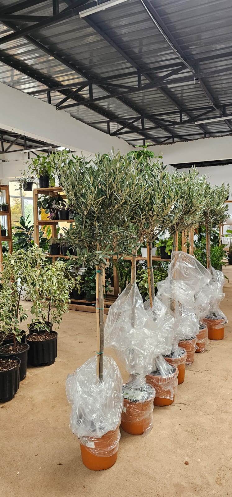 European Olive tree