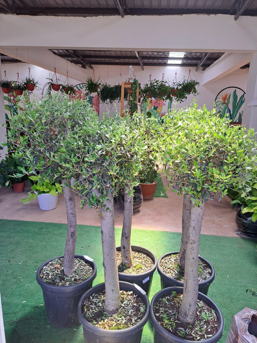 European Olive (Thick Trunk)