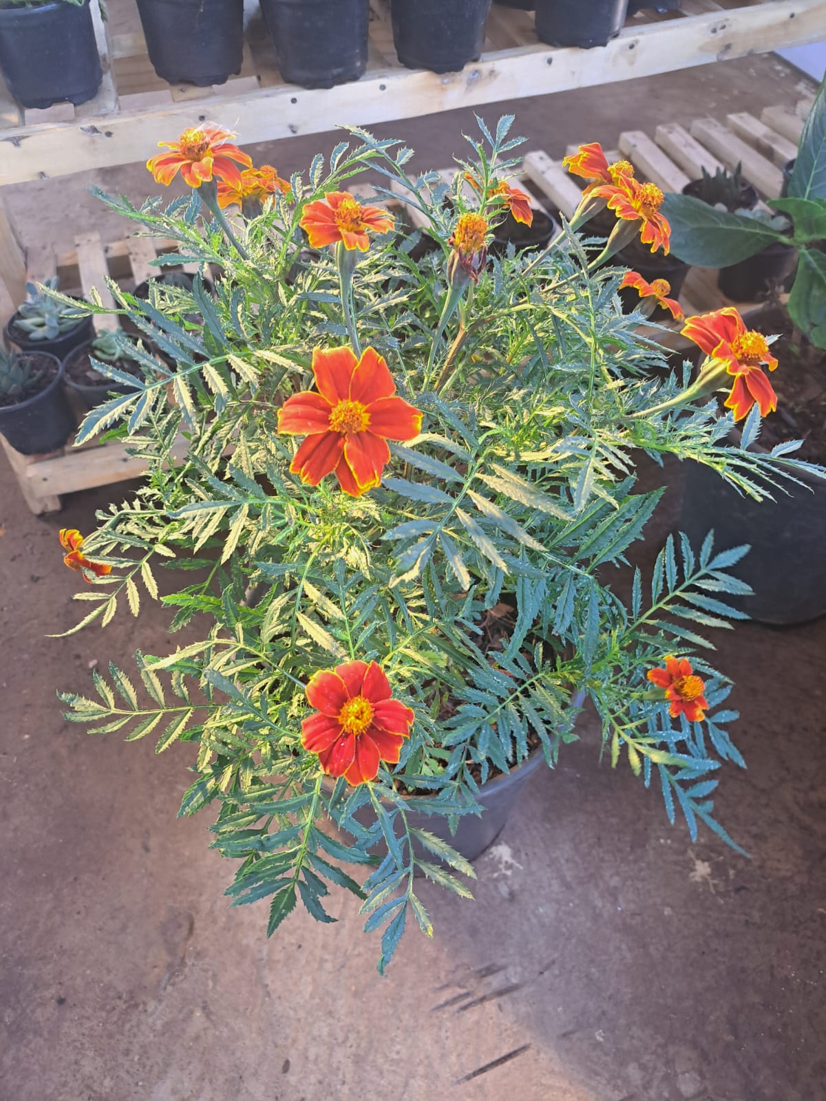 Mexican Marigold