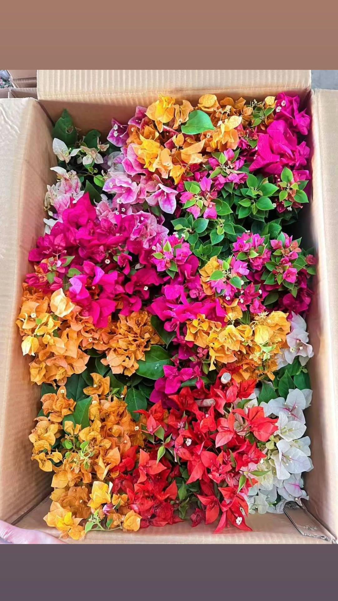 Bougainvillea Multi Color - Grafted Hybrid